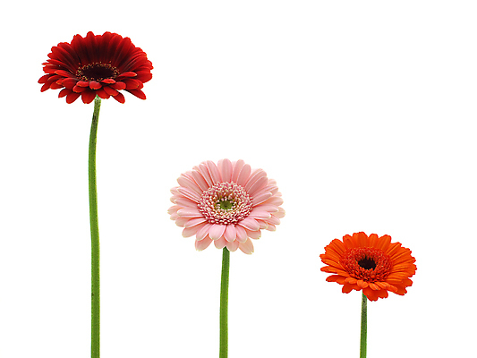 포토 JPG 해외이미지 식물 꽃 줄기 분홍색 백그라운드 오렌지 발렌타인데이 선물 사람없음 초록색 컬러풀 노란색 봄 벚꽃 흰색 신선 개화 닫기 큼 묘사 원예 데이지 꽃가루 거베라 고립 넘어짐 해외202004 해외포토 계절 컬러 과일 모션 데이이벤트 취미 크기 가루 파일형식 이미지허브