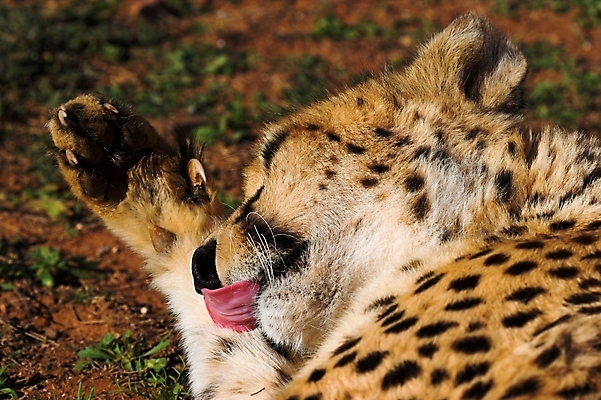 포토 JPG 해외이미지 동물 공원 얼굴 야생동물 줄기 패턴 포유류 아프리카 자연 동물원 종류 사람없음 고양이 힘 코트 점 황무지 위험 사파리 속도 시력 육식동물 사냥꾼 멸종 치타 감탄 웅장함 이국적 전국 집게발 포식 해외202004 해외포토 식물 직업 공공시설 나라 컨셉 무늬 신체부위 반려동물 외투 생태계 파일형식 이미지허브