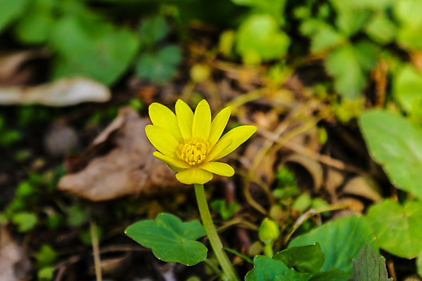 포토 JPG 해외이미지 식물 꽃잎 꽃 자연 풍경 잔디 사람없음 장식 햇빛 노란색 맑음 봄 젖음 벚꽃 개화 4월 허브 생물학 긍정 내추럴 강렬 회복 해외202004 해외포토 계절 교육 컬러 컨셉 날씨 태양 날짜 생태계 파일형식 이미지허브