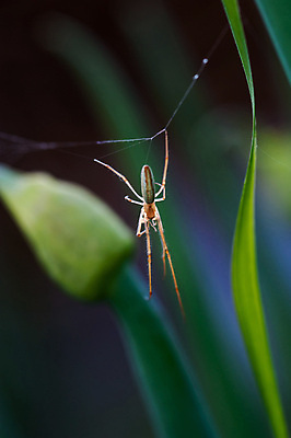 포토 JPG 해외이미지 식물 동물 계절 곤충 백그라운드 잎 패턴 밭 자연 아침 사람없음 야외 초록색 컬러풀 환경 정원 웹 봄 흰색 그물 거미줄 묘사 거미 장면 내추럴 해외202004 해외포토 주간 컬러 무늬 농업 인터넷 생태계 파일형식 이미지허브