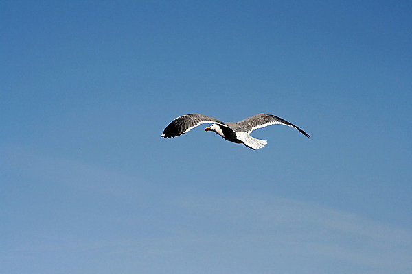 포토 JPG 해외이미지 바다 날개 자연 갈매기 조류 안테나 사람없음 자유 비행 만 캘리포니아 태평양 무료 해외202004 해외포토 동물 컨셉 통신 미국 생태계 파일형식 이미지허브