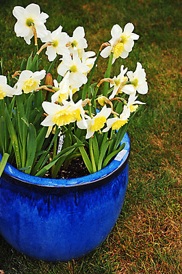 포토 JPG 해외이미지 식물 꽃잎 꽃 꽃무늬 사람없음 정원 봄 벚꽃 개화 원예 수선화 해외202004 해외포토 계절 무늬 취미 파일형식 이미지허브