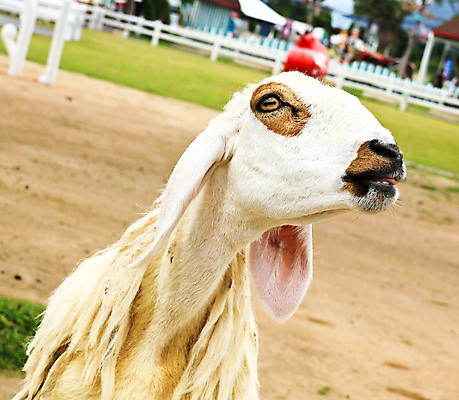 포토 JPG 해외이미지 동물 얼굴 겨울 패턴 밭 농업 포유류 자연 털 서기 사람없음 농장 흰색 시골 양 군중 주식 부드러움 양고기 양모 밭일 해외202004 해외포토 계절 산업 컬러 무늬 모션 육류 사람 신체부위 금융 직물 감각 생태계 파일형식 이미지허브