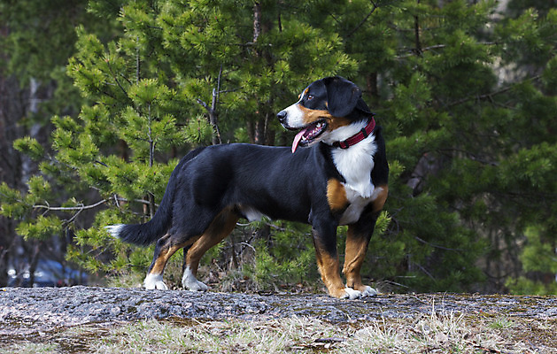 포토 JPG 해외이미지 나무 동물 친절 털 사람없음 야외 목재 여름 반려동물 봄 산책 양치기 개 숲 호기심 귀 송곳니 기르기 해외202004 해외포토 식물 직업 계절 감정 컨셉 재료 포유류 휴식 신체부위 치아 돌봄 파일형식 이미지허브