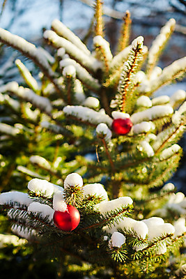 포토 JPG 해외이미지 나무 식물 전통 계절 행복 조각 크리스마스 겨울 공 유리 하늘 휴가 새로움 사람없음 야외 장식 빨간색 초록색 파란색 빛 태양 맑음 축제 흰색 나뭇가지 축하 소나무 원형 화려 12월 연도 심볼 전나무 여의주 가문비나무 해외202004 해외포토 자연요소 도형 기념일 감정 컬러 컨셉 재질 날씨 날짜 파일형식 이미지허브