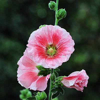 포토 JPG 해외이미지 식물 꽃 꽃다발 백그라운드 잎 꽃무늬 밭 농업 자연 새로움 사람없음 장식 초록색 컬러풀 정원 성장 벚꽃 나뭇가지 신선 화려 개화 허브 해외202004 해외포토 나무 산업 컬러 컨셉 무늬 생태계 파일형식 이미지허브
