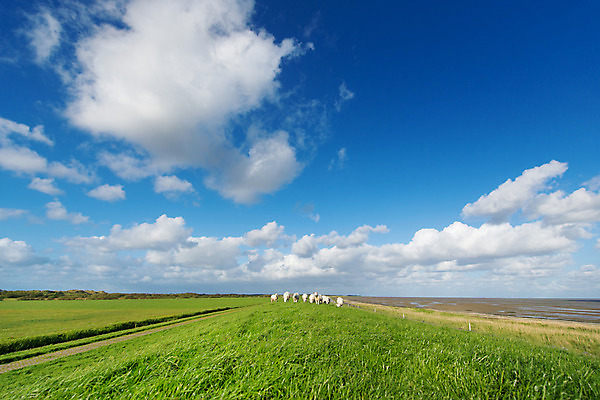 포토 JPG 해외이미지 동물 구름 조류 풍경 사람없음 초록색 여름 계단 양 방목 썰물 네덜란드 해외202004 해외포토 자연요소 계절 유럽 바다 컬러 포유류 축산업 파일형식 이미지허브
