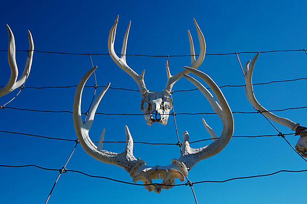 포토 JPG 해외이미지 하늘 사슴 뿔 사람없음 파란색 울타리 목장 트로피 사냥 철사 해골모형 해외202004 해외포토 컬러 포유류 담장 모형 상_우승 파일형식 이미지허브