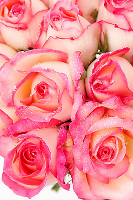 포토 JPG 해외이미지 식물 꽃잎 꽃 길 분홍색 꽃다발 백그라운드 잎 꽃무늬 자연 발렌타인데이 선물 사랑 씨앗 사람없음 장식 초록색 컬러풀 장미 벚꽃 흰색 신선 원형 우아함 혼합 배열 묘사 질감 내추럴 고립 해외202004 해외포토 도형 감정 컬러 컨셉 무늬 데이이벤트 생태계 파일형식 이미지허브