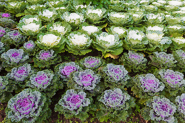 포토 JPG 해외이미지 나무 식물 계절 꽃 잎 겨울 패턴 채소 자연 아침 날씨 사람없음 야외 초록색 물 노란색 정원 보라색 얼음 봄 추위 벚꽃 흰색 신선 제비꽃 묘사 서리 내추럴 눈내림 해외202004 해외포토 주간 자연요소 컬러 무늬 눈_날씨 생태계 파일형식 이미지허브