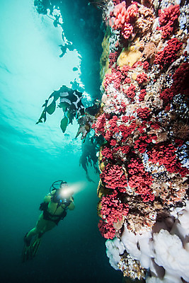 포토 JPG 해외이미지 라이프스타일 스포츠 바다 여행 백그라운드 캐나다 자연 표면 휴가 어류 가면 사람 사람없음 물 파란색 햇빛 수중 수영 시간 스노클링 산호 아래 다이빙 암초 깊이 벤쿠버 해외202004 해외포토 자연요소 컬러 북아메리카 생활 태양 수중동물 수상스포츠 자포동물 방향 생태계 위치 수중스포츠 파일형식 이미지허브