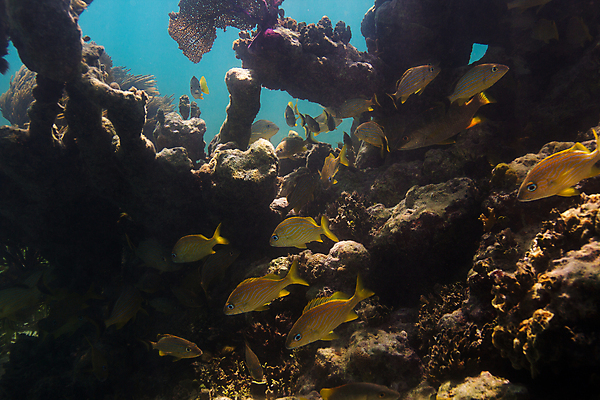 포토 JPG 해외이미지 야생동물 바다 백그라운드 학교 자연 열대 멕시코 어류 풍경 사람없음 물 바닷속 수중 다양 스노클링 산호 다이빙 암초 대서양 석호 깊이 동물상 소금물 이국적 칸쿤 후보 해외202004 해외포토 자연요소 동물 교육 다수 북아메리카 조형물 수영 수중동물 수상스포츠 자포동물 생태계 수중스포츠 파일형식 이미지허브