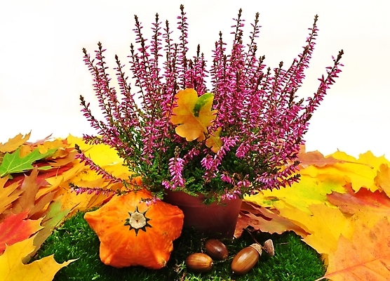 포토 JPG 해외이미지 식물 계절 공원 꽃 분홍색 단풍 잎 자연 이끼 사람없음 야외 장식 빨간색 초록색 컬러풀 노란색 바구니 정원 맑음 보라색 성장 벚꽃 발코니 가을 나뭇가지 개화 냄비 숲 9월 생물학 도토리 원뿔 10월 강렬 구성 해외202004 해외포토 도형 나무 공공시설 교육 컬러 날씨 견과류 날짜 솥 생태계 파일형식 이미지허브