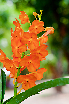 포토 JPG 해외이미지 식물 디자인 꽃잎 꽃 분홍색 꽃다발 잎 꽃무늬 패턴 자연 사람없음 장식 여름 환경 정원 보라색 봄 벚꽃 흰색 나뭇가지 시골 난초 우아함 닫기 배열 제비꽃 보케 향 내추럴 해외202004 해외포토 나무 계절 컬러 컨셉 무늬 모션 생태계 파일형식 이미지허브