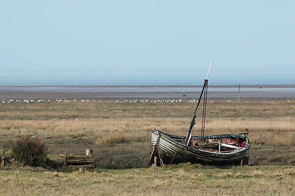 포토 JPG 해외이미지 야생동물 밧줄 바다 자연 갈매기 조류 사람없음 목재 시골 어선 보트 썰물 방파제 해외202004 해외포토 나무 동물 공공시설 줄 배_교통 재료 생태계 파일형식 이미지허브