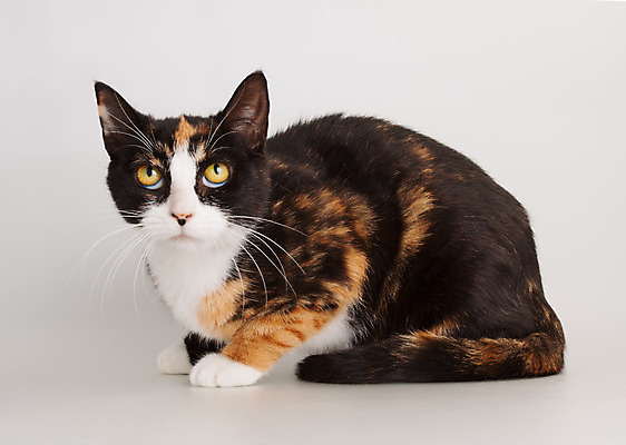 포토 JPG 해외이미지 동물 응시 포유류 사람없음 빨간색 반려동물 검은색 고양이 흰색 표현 해외202004 해외포토 시선 컬러 파일형식 이미지허브