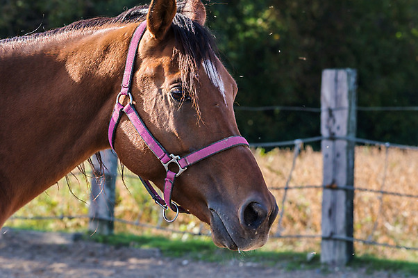 포토 JPG 해외이미지 동물 응시 계절 얼굴 스포츠 백그라운드 포유류 자연 하늘 사람없음 야외 빨간색 파란색 반려동물 농장 갈색 머리 검은색 어둠 만 승마 황금 속도 만족 쇼 갈기 굴레 기르기 대가리 총구 해외202004 해외포토 시선 감정 컬러 농업 신체부위 생태계 돌봄 파일형식 이미지허브