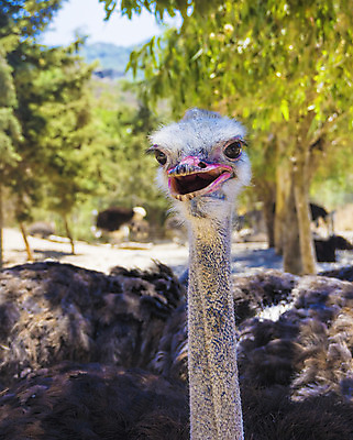 포토 JPG 해외이미지 동물 야생동물 자연 조류 사람없음 야외 세로 머리 사막 분노 입 큼 깃털 속도 호기심 부리 목 타조 노려봄 해외202004 해외포토 감정 컨셉 표정 신체부위 크기 생태계 파일형식 이미지허브