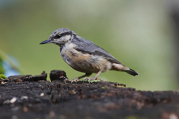 포토 JPG 해외이미지 동물 날개 자연 조류 사람없음 부리 펜촉 해외202004 해외포토 펜 생태계 파일형식 이미지허브