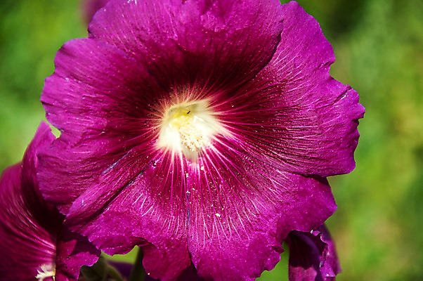 포토 JPG 해외이미지 식물 꽃잎 꽃 줄기 분홍색 잎 꽃무늬 자연 사람없음 빨간색 초록색 여름 컬러풀 정원 벚꽃 신선 개화 원예 꽃가루 내추럴 아욱 해외202004 해외포토 계절 컬러 무늬 취미 가루 생태계 파일형식 이미지허브