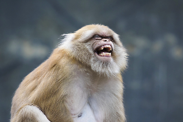 포토 JPG 해외이미지 동물 아시아 얼굴 야생동물 백그라운드 포유류 태국 자연 생물 털 동물원 동양인 사람없음 단어 놀람 분노 흰색 원숭이 도시 숲 모피 꼬리 귀 충격 유인원 고립 마스코트 적자 해외202004 해외포토 문자 감정 나라 컬러 표정 인종 신체부위 생태계 파일형식 이미지허브