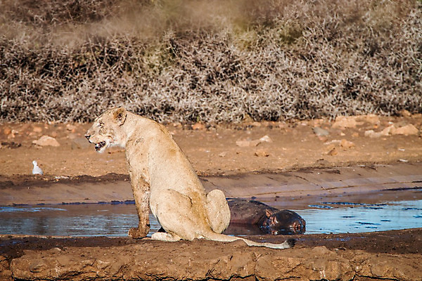 포토 JPG 해외이미지 동물 야생동물 여행 포유류 아프리카 자연 생물 털 동물원 사람없음 환경 고양이 힘 분노 황무지 위험 사자 큼 왕 모피 사파리 리더 육식동물 사냥꾼 하마 멸종 사자자리 표범 내추럴 사바나 웅장함 해외202004 해외포토 직업 감정 나라 컨셉 반려동물 별자리 크기 생태계 파일형식 이미지허브