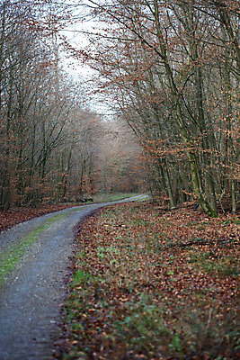 포토 JPG 해외이미지 구름 도로 길 선 여행 밭 교통시설 모션 자연 하늘 휴가 독일 파노라마 풍경 사람없음 야외 목재 여름 자유 시골 중앙 고독 숲 땅 탈출 장면 길가 무한 방법 영원 직진 평야 수평선 소멸 해외202004 해외포토 자연요소 나무 계절 감정 유럽 교통 컨셉 농업 재료 촬영기법 시설 생태계 파일형식 이미지허브