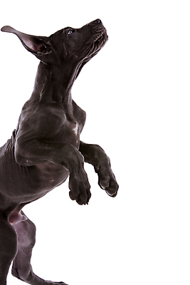 포토 JPG 해외이미지 동물 새끼 포유류 서기 사람없음 반려동물 점프 검은색 회색 개 강아지 큼 호기심 흰배경 송곳니 고립 기르기 유래 힘찬 해외202004 해외포토 감정 컬러 백그라운드 컨셉 모션 흰색 치아 크기 돌봄 파일형식 이미지허브