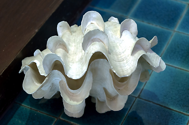 포토 JPG 해외이미지 동물 전통 디자인 옷 별 음식 모래 파도 바다 백그라운드 컨셉 패턴 바지 자연 표면 휴가 조개 불가사리 파노라마 종류 미술 사람없음 야외 장식 물 파란색 컬러풀 유행 환경 어둠 여러개 껍질 흰색 직물 도시 면 혼합 남색 수집 묘사 질감 땀 캔버스 가리비 섬유 내추럴 그런지 옛날 스타일 많음 해외202004 해외포토 자연요소 컬러 다수 무늬 하의 문화예술 어패류 극피동물 촬영기법 생태계 파일형식 이미지허브