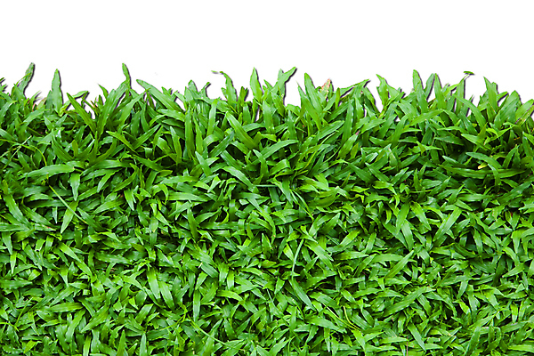 포토 JPG 해외이미지 식물 선 스포츠 백그라운드 컨셉 패턴 밭 골프 일러스트 공 자연 하늘 새로움 건강 사람 풍경 잔디 사람없음 야외 초록색 여름 파란색 태양 환경 정원 봄 활발 성장 질감 서식 조경 제비 내추럴 깊이 블러 그리너리 해외202004 해외포토 자연요소 계절 컬러 무늬 농업 조류 구기 생태계 파일형식 트랜드컬러 이미지허브