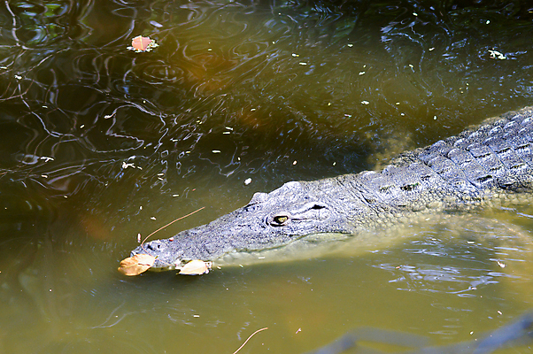 포토 JPG 해외이미지 동물 디자인 야생동물 여행 백그라운드 패턴 가방 파충류 아프리카 자연 추상 양서류 사람없음 강 머리 유행 흰색 입 뱀 치아 위험 큼 무서움 가죽 피부 질감 눈금 육식동물 악어 사냥꾼 케냐 턱 토막 고립 공격적 이국적 힘찬 해외202004 해외포토 직업 잡화 감정 나라 컬러 컨셉 무늬 신체부위 소화기관 크기 생태계 파일형식 이미지허브