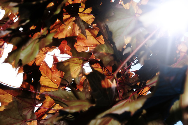 포토 JPG 해외이미지 나무 식물 디자인 계절 백그라운드 단풍 잎 패턴 오렌지 자연 추상 새로움 사람없음 야외 빨간색 초록색 여름 빛 컬러풀 햇빛 태양 갈색 환경 정원 맑음 활발 광선 가을 나뭇가지 황금 숲 유기농 질감 내추럴 해외202004 해외포토 자연요소 웰빙 컬러 컨셉 무늬 과일 날씨 생태계 파일형식 이미지허브