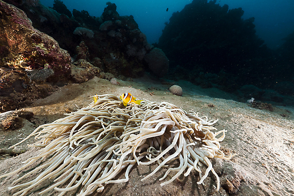 포토 JPG 해외이미지 식물 동물 모래 바다 여행 백그라운드 자연 표면 어류 풍경 사람없음 물 파란색 컬러풀 햇빛 태양 바닷속 수중 광선 산호 아래 다이빙 장면 암초 깊이 소금물 이국적 침몰 파라다이스 해외202004 해외포토 자연요소 컬러 수영 수중동물 자포동물 방향 생태계 위치 수중스포츠 파일형식 이미지허브