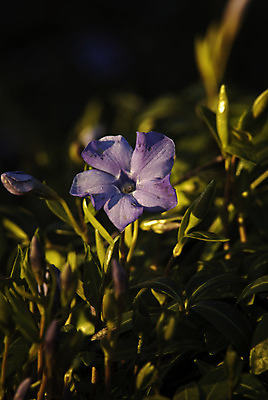 포토 JPG 해외이미지 식물 꽃 유럽 잎 자연 북유럽 노르웨이 풍경 사람없음 야외 봄 닫기 삼림지대 스칸디나비아 해외202004 해외포토 계절 나라 모션 숲 생태계 파일형식 이미지허브