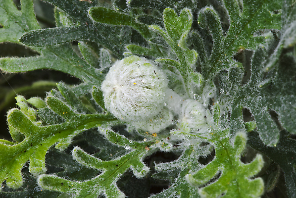 포토 JPG 해외이미지 식물 디자인 여자 꽃 행복 백그라운드 꽃무늬 자연 주택 건강 사람 사람없음 야외 빨간색 초록색 파란색 정원 맑음 봄 성장 흰색 시골 개화 원예 옛날 원예사 해외202004 해외포토 직업 계절 감정 컬러 무늬 날씨 취미 건물 생태계 파일형식 이미지허브