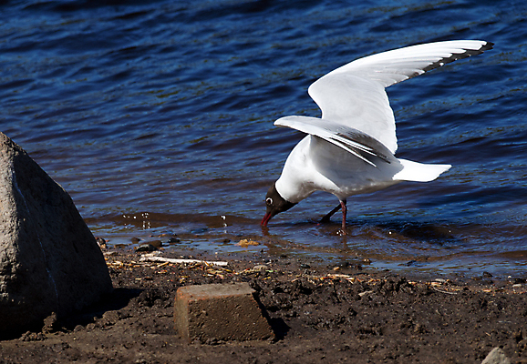 포토 JPG 해외이미지 주간 한마리 해외풍경 바다 갈매기 사람없음 야외 미국 바위 캘리포니아 해외202004 해외포토 자연요소 1 해외 북아메리카 조류 풍경 돌_바위 파일형식 이미지허브