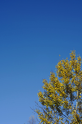 포토 JPG 해외이미지 나무 식물 계절 백그라운드 잎 자연 하늘 풍경 사람없음 야외 목재 파란색 컬러풀 노란색 맑음 가을 나뭇가지 정상 자작나무 내추럴 카피스페이스 해외202004 해외포토 컬러 재료 날씨 공백 생태계 파일형식 이미지허브