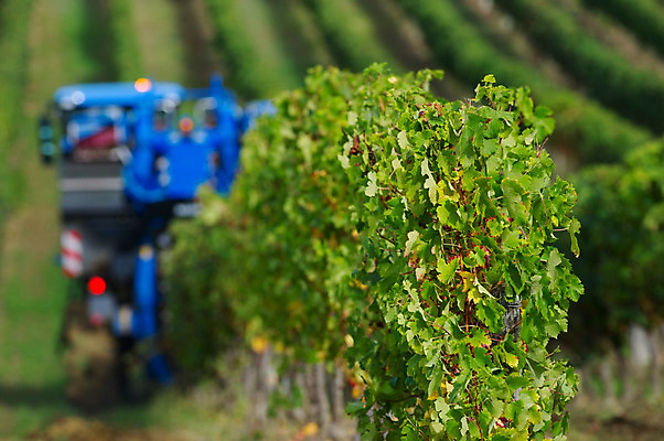 포토 JPG 해외이미지 농업 포도 아침 사람없음 야외 와인 기계 모임 수확 가을 선택 포도밭 포도나무 양조장 해외202004 해외포토 주간 계절 산업 컨셉 밭 과일 주류 과일나무 파일형식 이미지허브