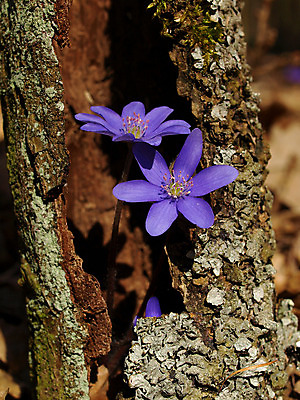 포토 JPG 해외이미지 식물 계절 꽃 꽃다발 백그라운드 꽃무늬 자연 선물 사람없음 파란색 봄 신선 개화 닫기 선택 다발 제비꽃 묘사 제비 꽃수술 노루귀 타격 많음 해외202004 해외포토 컬러 컨셉 무늬 모션 조류 생태계 파일형식 이미지허브