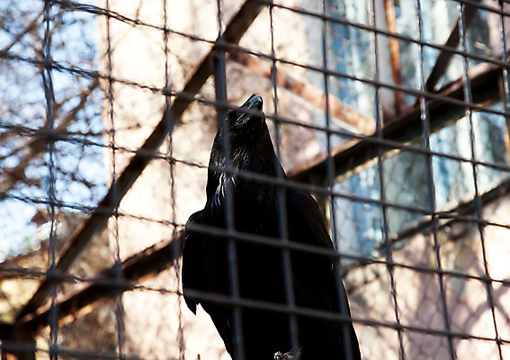 포토 JPG 해외이미지 야생동물 자연 조류 하늘 사람없음 목재 검은색 바 까마귀 옛날 해외202004 해외포토 나무 동물 컬러 재료 생태계 파일형식 이미지허브