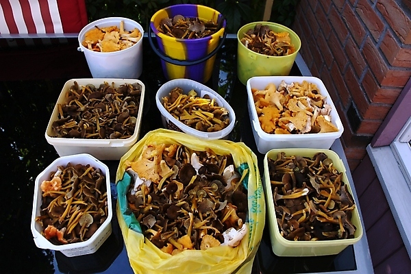 포토 JPG 해외이미지 별 음식 줄기 여행 가방 오렌지 자연 건강 3 이끼 사람없음 야외 세계 식사 버섯 수확 성장 가을 신선 그룹 황금 결과 숲 큼 먹기 양동이 오브젝트 메뉴 내추럴 곰팡이 깔대기 식용 해외202004 해외포토 자연요소 식물 잡화 계절 컨셉 농업 과일 모션 크기 생태계 파일형식 이미지허브