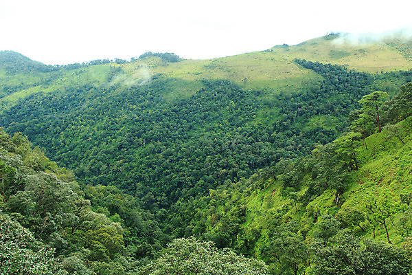 포토 JPG 해외이미지 나무 공원 여행 태국 자연 하늘 산 풍경 사람없음 야외 초록색 환경 트래킹 숲 해외202004 해외포토 식물 공공시설 아시아 컬러 레저 생태계 파일형식 이미지허브
