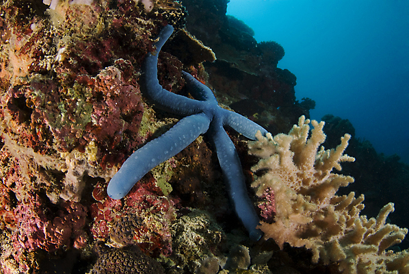 포토 JPG 해외이미지 동물 한마리 별 야생동물 바다 자연 불가사리 사람없음 물 파란색 수중 수면 산호 닫기 소금 태평양 암초 소금물 해외202004 해외포토 자연요소 1 컬러 모션 극피동물 자포동물 생태계 파일형식 이미지허브