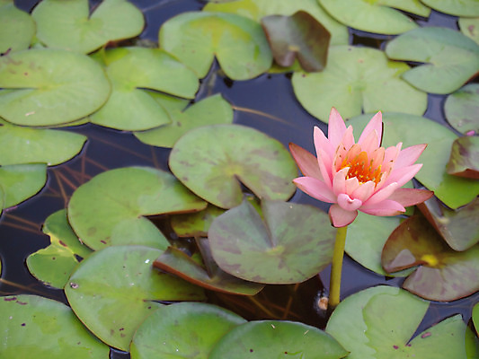 포토 JPG 해외이미지 식물 계절 공원 꽃잎 꽃 줄기 분홍색 백그라운드 잎 꽃무늬 패턴 자연 추상 동양인 사람없음 장식 초록색 물 정원 봄 벚꽃 연못 개화 우아함 당구 묘사 꽃가루 내추럴 꽃수술 해외202004 해외포토 자연요소 공공시설 컬러 컨셉 무늬 인종 구기 가루 생태계 파일형식 이미지허브