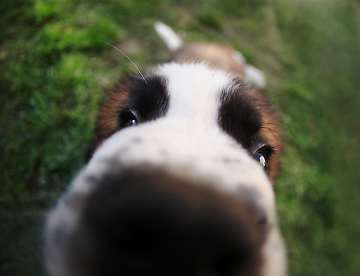 포토 JPG 해외이미지 동물 행복 새끼 포유류 사람없음 반려동물 흰색 성자 개 달콤 강아지 송곳니 고립 기르기 복종 유래 해외202004 해외포토 감정 종교 컬러 맛 치아 돌봄 파일형식 이미지허브