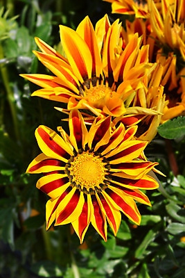 포토 JPG 해외이미지 식물 꽃 잎 오렌지 자연 사람없음 야외 초록색 갈색 정원 봄 닫기 해외202004 해외포토 계절 컬러 과일 모션 생태계 파일형식 이미지허브