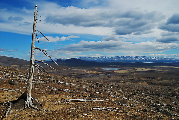 포토 JPG 해외이미지 나무 식물 구름 자연 산 건조 풍경 사람없음 목재 환경 죽음 숲 언덕 부식 뿌리 생태학 옛날 해외202004 해외포토 자연요소 교육 재료 생태계 파일형식 이미지허브