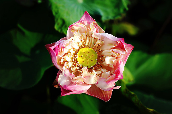 포토 JPG 해외이미지 식물 계절 공원 꽃잎 꽃 아시아 분홍색 잎 꽃무늬 태국 자연 휴식 연꽃 사람없음 야외 초록색 물 여름 반사 노란색 환경 정원 보라색 벚꽃 흰색 연못 신용카드 개화 백합 명상 엽서 이국적 해외202004 해외포토 자연요소 공공시설 나라 컬러 컨셉 무늬 금융 편지 생태계 파일형식 이미지허브