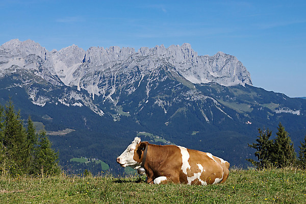 포토 JPG 해외이미지 나무 동물 유럽 포유류 자연 산 풍경 사람없음 계곡 바위 소 오스트리아 알프스 해외202004 해외포토 식물 나라 돌_바위 생태계 파일형식 이미지허브