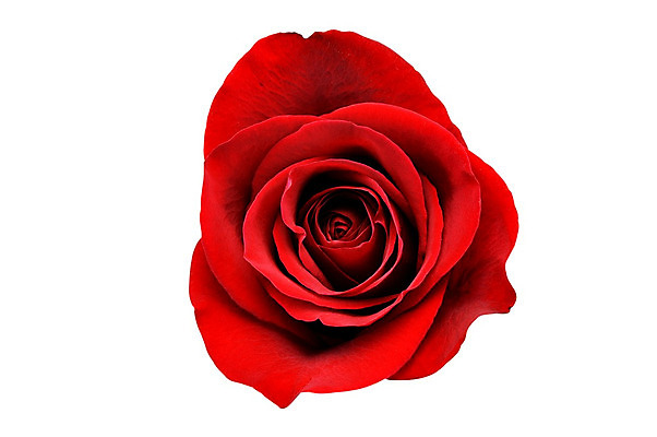 포토 JPG 해외이미지 식물 1 기념일 꽃잎 꽃 길 백그라운드 컨셉 잎 꽃무늬 데이트 자연 휴가 발렌타인데이 선물 사랑 이벤트 사람없음 빨간색 장미 벚꽃 흰색 축하 신선 개화 자르기 질감 열정 고립 해외202004 해외포토 감정 컬러 무늬 모션 데이이벤트 생태계 파일형식 이미지허브